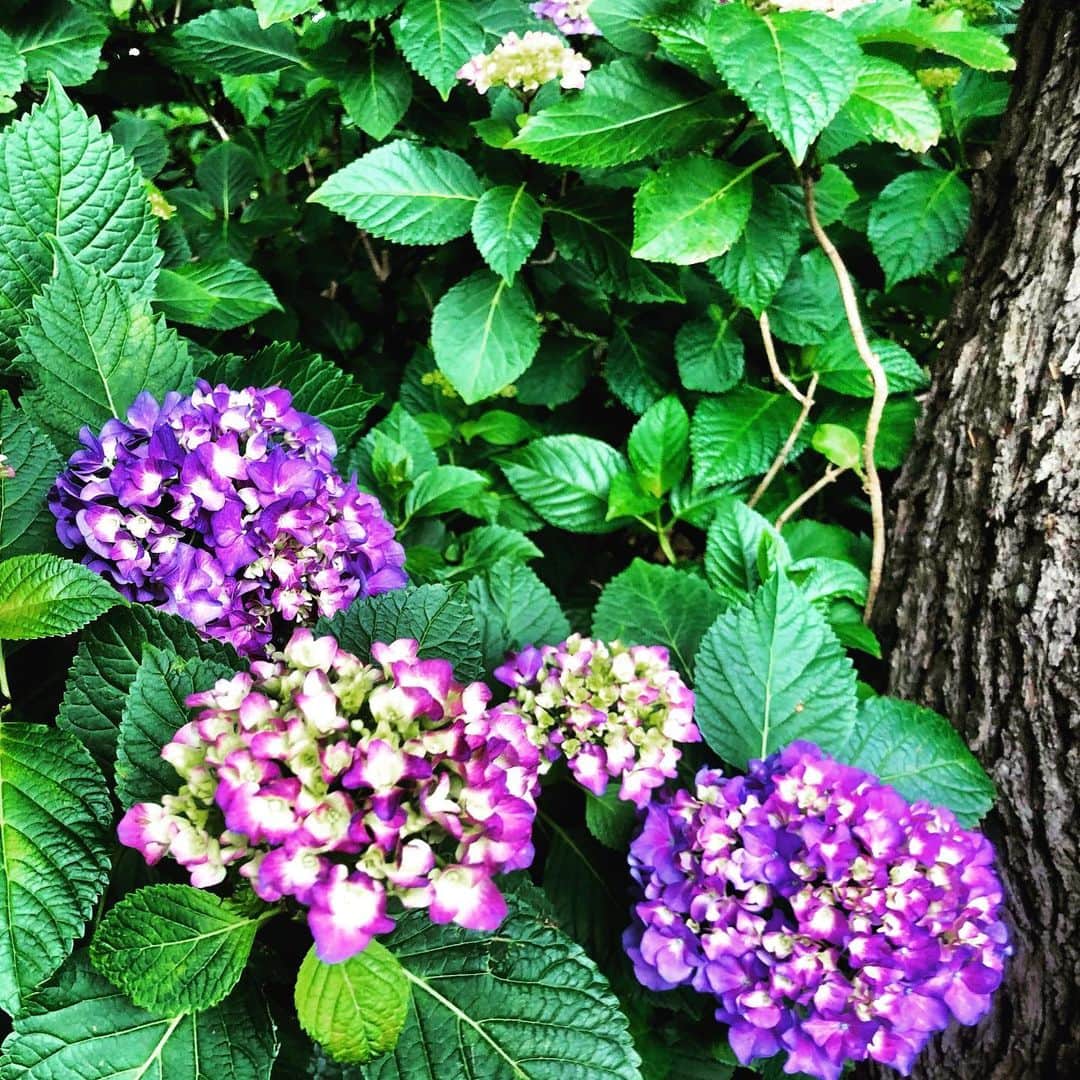 ホテル ニューオータニさんのインスタグラム写真 - (ホテル ニューオータニInstagram)「Hydrangeas always look their most beautiful during the rainy season. ホテル敷地内に咲き誇る紫陽花は、雨模様の景色にも美しい彩りを与えてくれます。 #紫陽花 #あじさい #見頃 #満開 #梅雨 #雨の日 #赤坂 #ホテルニューオータニ #hydrangea #japanesehydrangea #hydrangeas #rainyseason #rainyday #strolling #thepreferredlife #tokyo #akasaka @hotelnewotanitokyo」6月27日 19時29分 - hotelnewotanitokyo