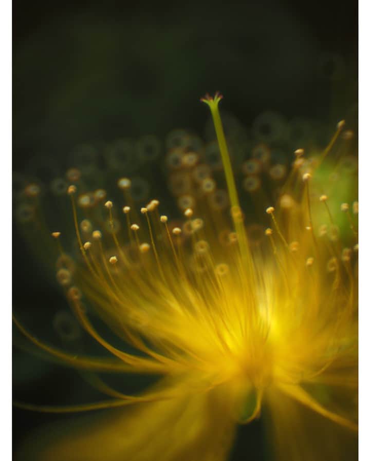 花の写真館のインスタグラム：「Photo by Kazuyo Yamazaki.⠀ .⠀ Original Post[投稿頂いたURL]⠀ https://www.facebook.com/photo.php?fbid=2344758592427394⠀ .⠀ 本アカウントは、 #私の花の写真 をつけてInstagramに投稿された皆さまの花の写真や、「花の写真館」Facebookページで投稿された花の写真を紹介します。⠀ 「花の写真館」Facebookページは、「 @floral.photograph 」のプロフィールにあるURLからご覧ください。⠀ .⠀ #花の写真館 #floralphotograph #floralphoto #flower #flowers #富士フイルム #FUJIFILM⠀ Follow: @floral.photograph」