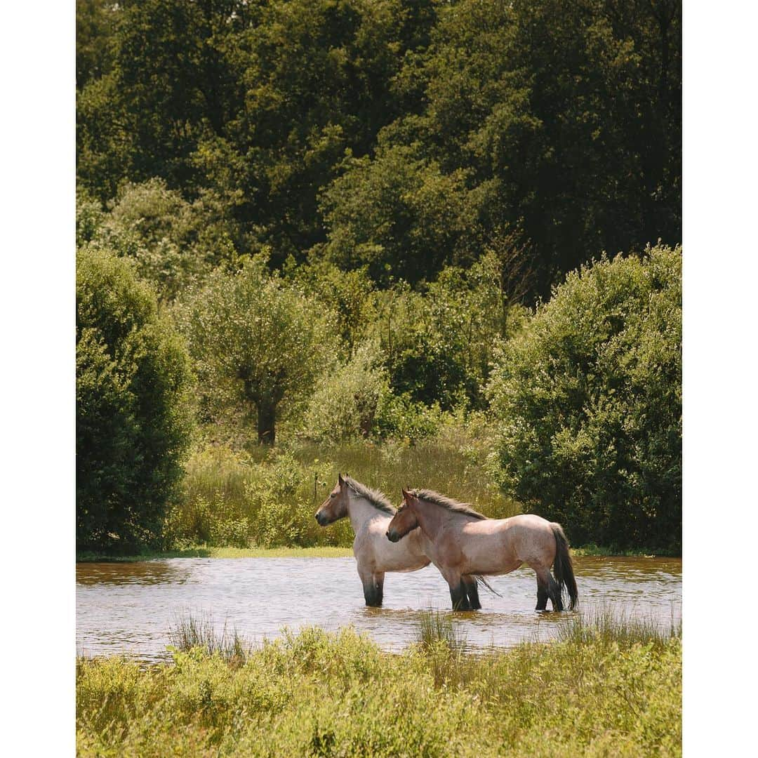 Eelco Roosのインスタグラム：「Vincent van Gogh’s roots lie in Brabant, we explored parts where he grew up, found inspiration and started drawing.  It is known that he took long walks with his mother in the very park I made this photo. If you would like to visit these parts of Brabant yourself, have a look at the ‘Vincent van Gogh Europe’ route.  vangoghbrabant @vangoghbrabant @visitbrabant #brabantisopen #ad」