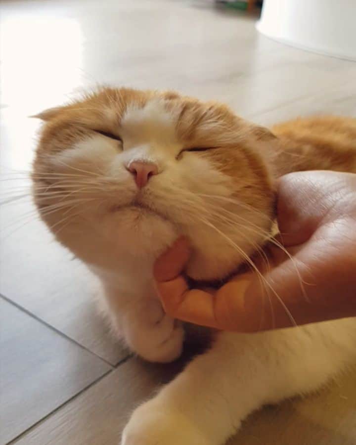 Nana _The Scottish Foldのインスタグラム：「🔊A lil massage always helps her feel better after the vet . 오구오구 병원가따와서 힘드러쩌요😔 고롱고롱 들어보세오🔊 . . #고양이 #猫 #ねこ #スコ #cat #cats #catstagram #catsofinstagram #instagramcats #instacat #bestmeow #catoftheday #catsofworld #catsloversworld #catsofday #냥스타그램 #또앙 #귀여워 #냥이 #caturday #gatos #cats_of_instagram #ilovemycat #catselfie #kittensofinstagram #kittens #catsdaily #kucing #mao」