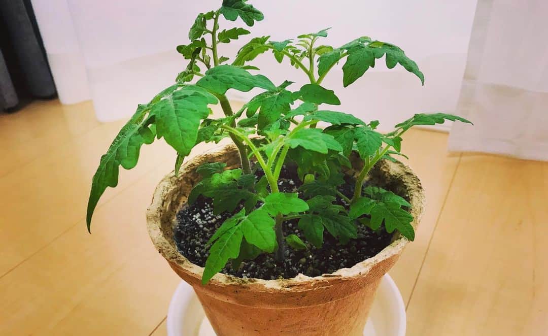 古屋敷沙耶さんのインスタグラム写真 - (古屋敷沙耶Instagram)「ミニトマトさんの成長がすごい！ あまり背丈は伸びない種類のものみたいですが、、さらに大きなプランターに植え替えないとダメなんですかね🤔 . . . . #家庭菜園#ミニトマト#成長中 #収穫楽しみ#大きくなぁれ」6月27日 19時51分 - mrt.furuyashiki