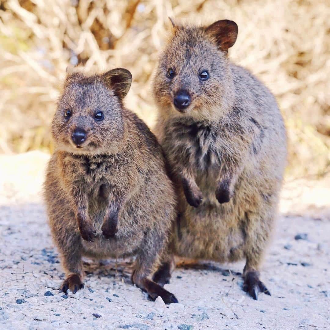 Australiaさんのインスタグラム写真 - (AustraliaInstagram)「Sending a double dose of cuteness to you from @rottnestislandwa 💕 @yogawinetravel is absolutely right in saying that two #quokkas are better than one, and they’re fast becoming @westernaustralia’s most popular animal. A short ferry ride from @destinationperth’s Fremantle will get you to this island, where you’ll see them and their smiley faces pretty much everywhere. Our tip: Quokka joeys are born around February to April and remain in the pouch until August or September, so keep an eye out if you’re visiting during this time, you might just see a little head popping out. 👀  #seeaustralia #justanotherdayinwa #rottnestisland #wildlife #travel」6月27日 20時00分 - australia