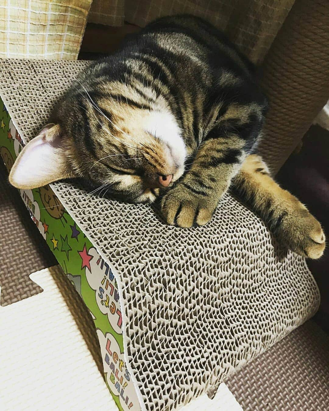 猫壱（ねこいち•ネコイチ）さんのインスタグラム写真 - (猫壱（ねこいち•ネコイチ）Instagram)「【Instagramに投稿して猫壱商品を貰っちゃおう✨】 ▫ おやすみなさい✨ ▫ ▫ #バリバリベッドは #枕にも❤ ▫ ▫ :::::::::#猫壱 ::::::: #猫壱キャンペーン 6月は#猫壱の爪とぎ が対象です👍 お写真の商品は#バリバリベッド でした✨ 対象商品をお持ちの皆様、ぜひご応募くださいね❤ ▫ ▫ Instagramに登場した商品はプロフィールのリンクよりご覧いただけます🎶 気になる方は @necoichicojp からチェックしてくださいね❤ ▫ ▫ Repost from @mugi_chata thank-you💕💕💕💕」6月27日 20時04分 - necoichicojp