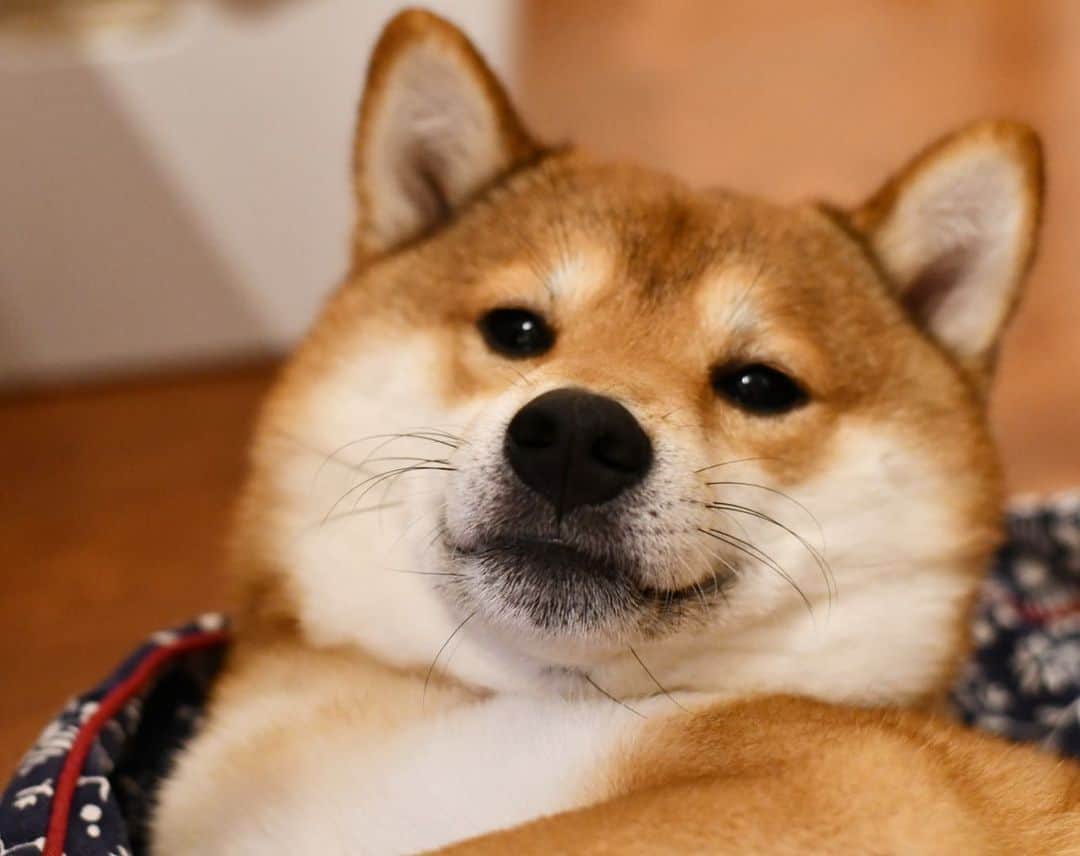 ?Fricko the Shiba Inu?のインスタグラム：「Chubby cheek 😂😂 🐾 🐾 🐾 🐾 #Fricko #🐶 #☀️ #shiba #shibainu #dog #柴犬 #赤柴  #adorable #shibalovers #shibaholics  #dogoftheday  #weeklyfluff #aww #dogstagram  #dogscorner #puppiesofinstagram #shibapuppy」