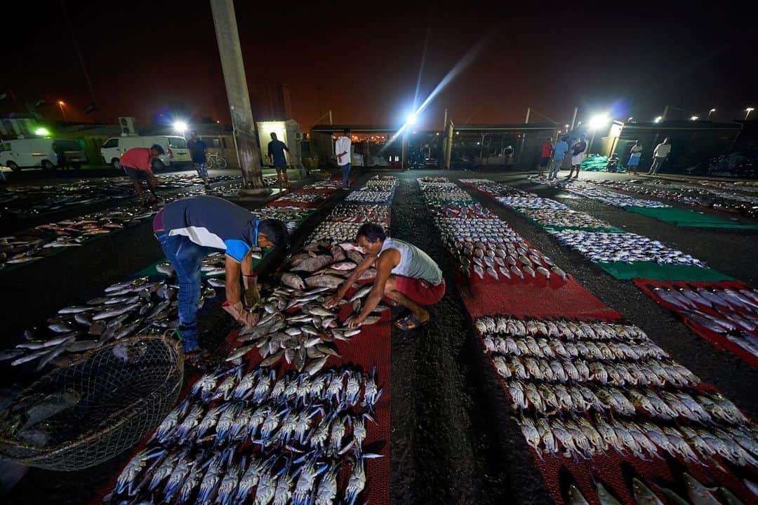Michael Yamashitaさんのインスタグラム写真 - (Michael YamashitaInstagram)「Abu Dhabi fish market dazzles the eye with its colors, varieties of fish and their artful displays. #abudhabi #fishmarket #abudjabilife #uae」6月27日 20時18分 - yamashitaphoto