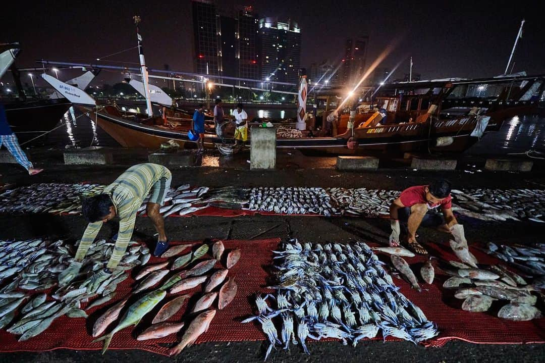 Michael Yamashitaさんのインスタグラム写真 - (Michael YamashitaInstagram)「Abu Dhabi fish market dazzles the eye with its colors, varieties of fish and their artful displays. #abudhabi #fishmarket #abudjabilife #uae」6月27日 20時18分 - yamashitaphoto