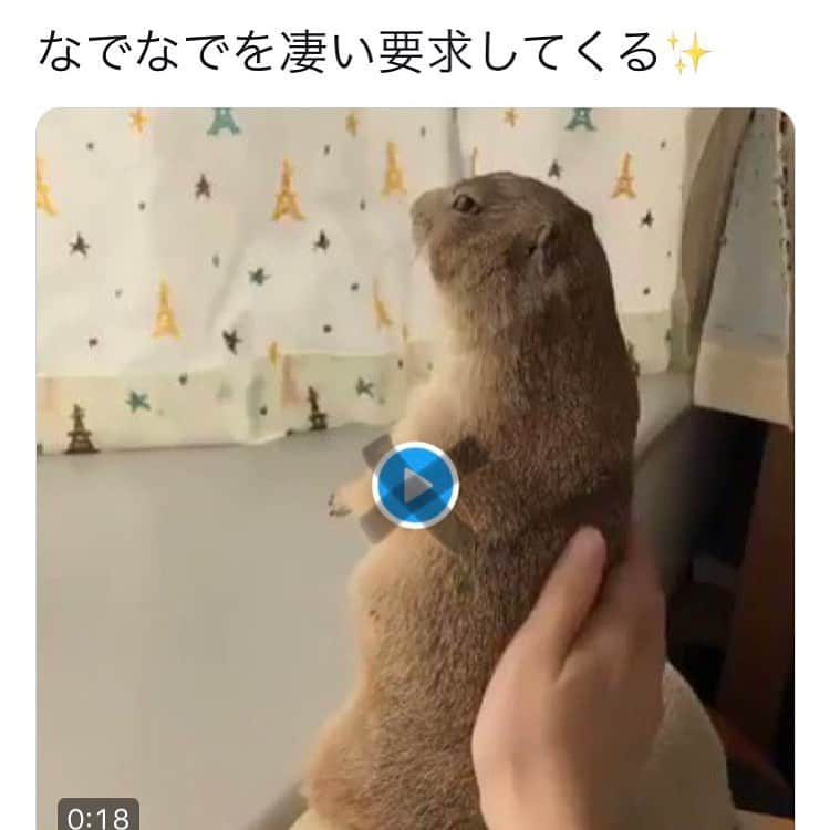 cocoさんのインスタグラム写真 - (cocoInstagram)「私がかなり前に投稿した動画が コピーされ、知らない人が書いた文章を添えられ いろんなアカウントから投稿されています。 どうかRTしないでください。 私はTwitterやってないので、消してくださいと言えません。 多分何も考えずに見つけては貼ってるだけの人達なので、何も言う気もありません。 可愛い動物の動画や画像ばかりを投稿するアカウントは見てる分には楽しいかもしれませんが その裏には勝手に使われて嫌な気持ちになっている撮影者がいる事を知ってください。 こんな事は書いてないので😅 要求してないので😅 ちなみに stroke me と書かれた英語版、私には何語か分からない言葉が添えられた物も存在します😂 たまに、コピーされすぎて画像荒くなってるやつもあって笑えます😂」6月27日 20時35分 - nasumiso