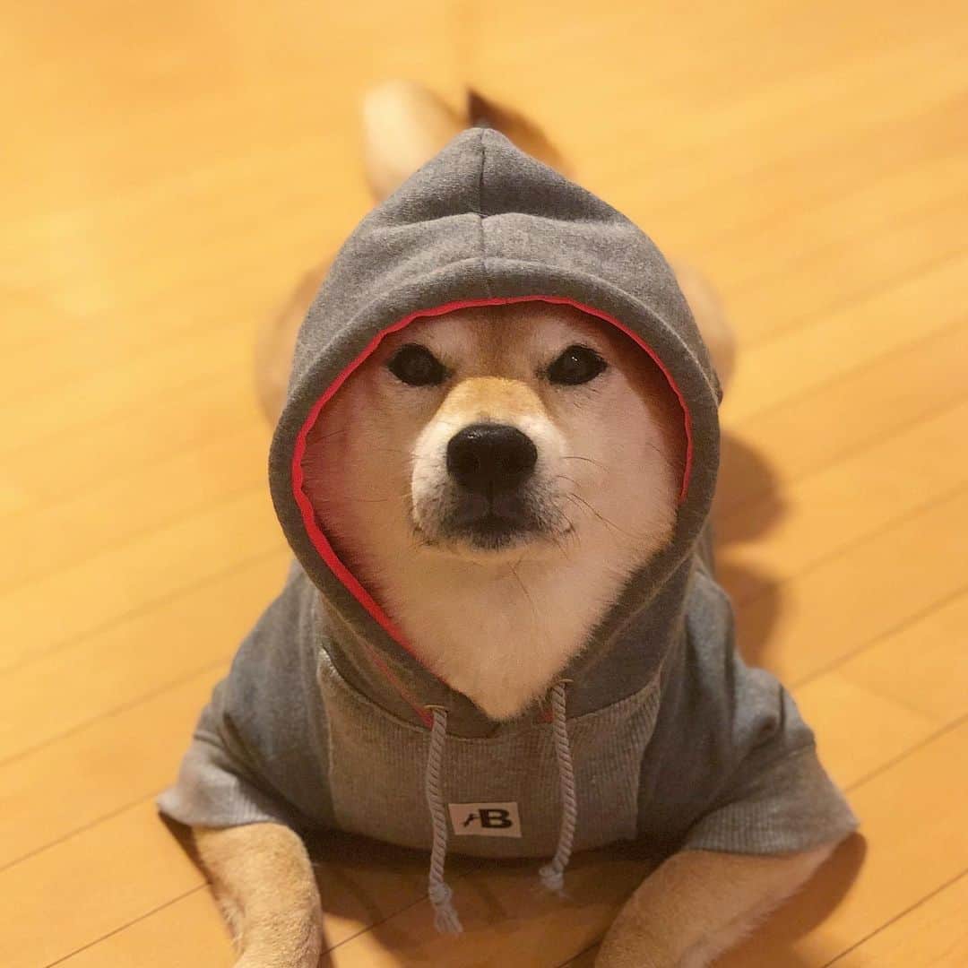 マロたんのインスタグラム：「Teletubbies? 東京生まれ hip hop育ち 東京生まれだけど、hip hopでは育ててない @belinda_2019 さんのお洋服可愛いすぎるYO…YOはヤバい #shiba #shibainu」
