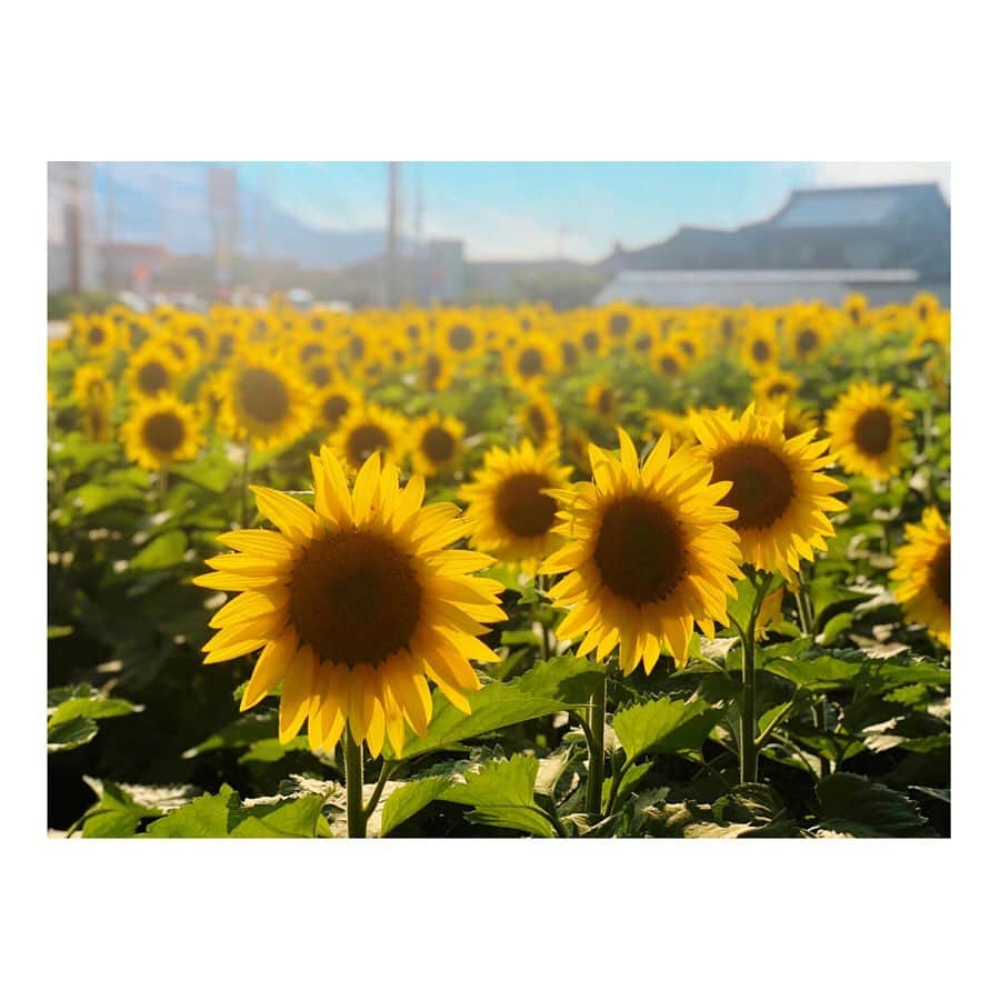 白戸ゆめのさんのインスタグラム写真 - (白戸ゆめのInstagram)「. まんのう町のひまわり🌻 平日休みも満喫しました！ 綺麗だったなあ👒💗 . 1番好きな花かもしれない。 元気を貰いましたありがとう😊 . 中四国はようやく梅雨入りして 令和初の台風まで。。。🌀☔️ お出かけの際は気をつけてくださいね！ 気分が下がりがちですが頑張りましょう🐸💫 . tops: @apuweiser_official ❁❁❁ #香川 #まんのう町 #ひまわり畑 #梅雨 来る前に #夏 きちゃった感 #花言葉 #憧れ #あなただけを見つめる #いつか結婚するなら #プロポーズは #ひまわりとかすみ草の花束を海で渡されたい😻笑」6月27日 20時39分 - yumeno.s_