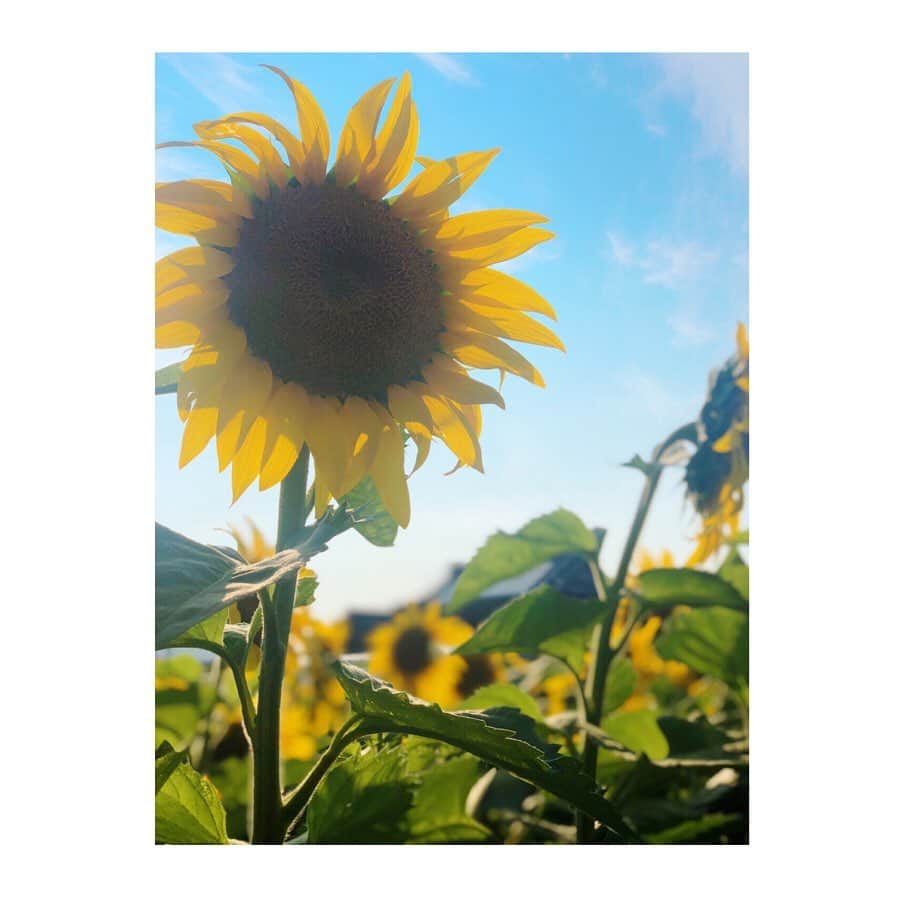 白戸ゆめのさんのインスタグラム写真 - (白戸ゆめのInstagram)「. まんのう町のひまわり🌻 平日休みも満喫しました！ 綺麗だったなあ👒💗 . 1番好きな花かもしれない。 元気を貰いましたありがとう😊 . 中四国はようやく梅雨入りして 令和初の台風まで。。。🌀☔️ お出かけの際は気をつけてくださいね！ 気分が下がりがちですが頑張りましょう🐸💫 . tops: @apuweiser_official ❁❁❁ #香川 #まんのう町 #ひまわり畑 #梅雨 来る前に #夏 きちゃった感 #花言葉 #憧れ #あなただけを見つめる #いつか結婚するなら #プロポーズは #ひまわりとかすみ草の花束を海で渡されたい😻笑」6月27日 20時39分 - yumeno.s_