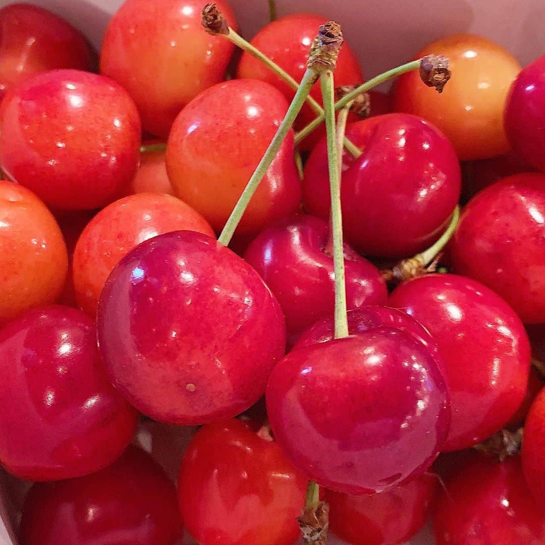 鈴木芳奈のインスタグラム：「今が旬の山形さくらんぼ🍒 紅秀峰と佐藤錦、どっちも頂いたけど、どっちもそれぞれ美味しさがあってすき〜♪ 山形といえば、さくらんぼ❗️と言われるくらい、肉厚で甘くて美味しいんですっ♡お世話になってる方々にもおすそわけできて良かった✨🙌🙌 #山形 #さくらんぼ #紅秀峰 #佐藤錦 #さくらんぼ狩りしてみたい  #山形県出身」