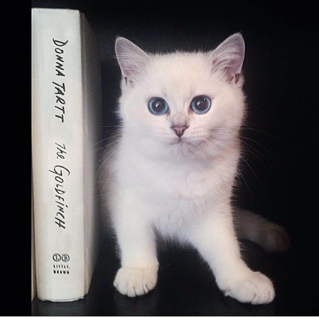 コビーさんのインスタグラム写真 - (コビーInstagram)「While other kittens were reading fairy tales, I was reading novels. #tbt」6月27日 21時02分 - cobythecat