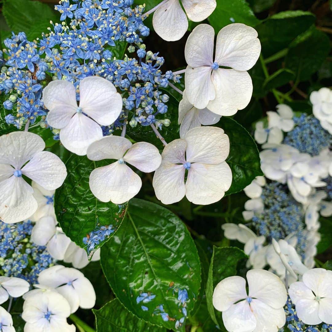 ree_mstorynさんのインスタグラム写真 - (ree_mstorynInstagram)「#blue あじさい寺 何回訪れても飽きない ・ ・ #hydrangea #紫陽花 #アジサイ #あじさい寺 #矢田寺 #奈良 #お出かけ #寺巡り #temple #nara #japanesetemple #flower #花写真 #花好きな人と繋がりたい #vsco #vscam」6月27日 21時08分 - ree_mstoryn