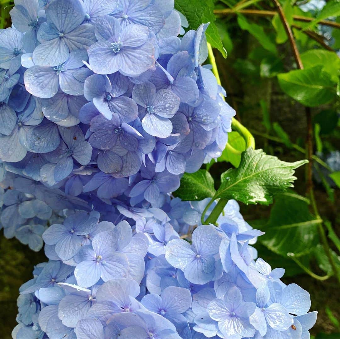 ree_mstorynさんのインスタグラム写真 - (ree_mstorynInstagram)「#blue あじさい寺 何回訪れても飽きない ・ ・ #hydrangea #紫陽花 #アジサイ #あじさい寺 #矢田寺 #奈良 #お出かけ #寺巡り #temple #nara #japanesetemple #flower #花写真 #花好きな人と繋がりたい #vsco #vscam」6月27日 21時08分 - ree_mstoryn