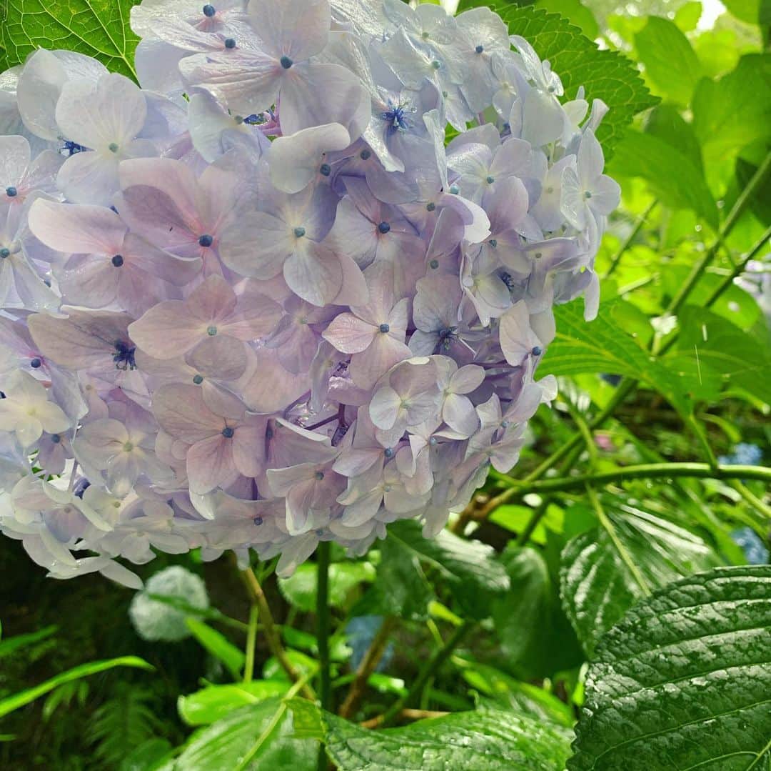 ree_mstorynさんのインスタグラム写真 - (ree_mstorynInstagram)「#blue あじさい寺 何回訪れても飽きない ・ ・ #hydrangea #紫陽花 #アジサイ #あじさい寺 #矢田寺 #奈良 #お出かけ #寺巡り #temple #nara #japanesetemple #flower #花写真 #花好きな人と繋がりたい #vsco #vscam」6月27日 21時08分 - ree_mstoryn
