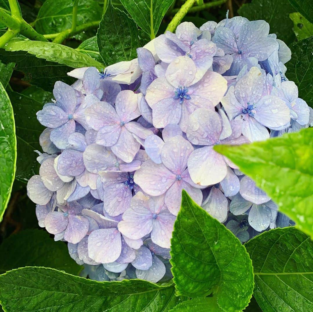ree_mstorynさんのインスタグラム写真 - (ree_mstorynInstagram)「#blue あじさい寺 何回訪れても飽きない ・ ・ #hydrangea #紫陽花 #アジサイ #あじさい寺 #矢田寺 #奈良 #お出かけ #寺巡り #temple #nara #japanesetemple #flower #花写真 #花好きな人と繋がりたい #vsco #vscam」6月27日 21時08分 - ree_mstoryn