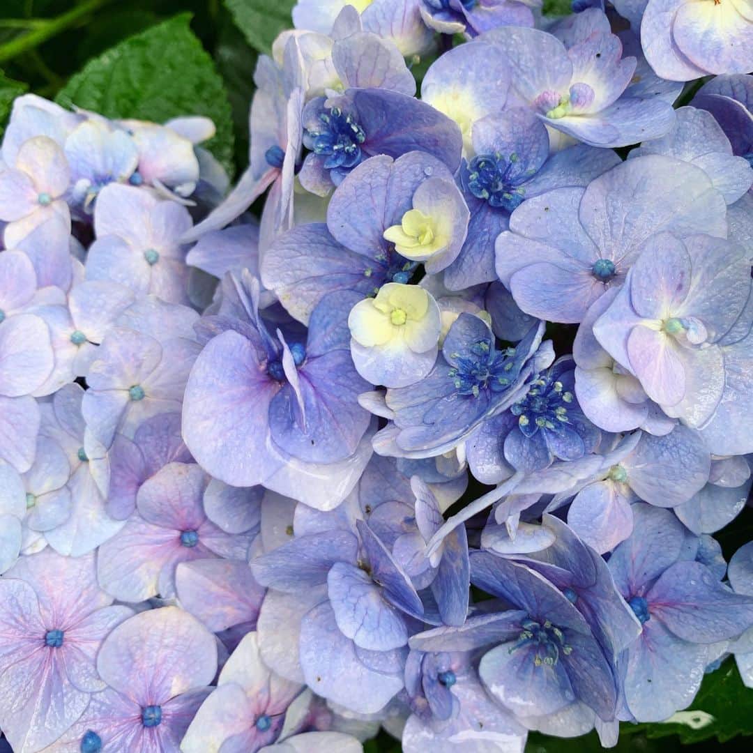 ree_mstorynさんのインスタグラム写真 - (ree_mstorynInstagram)「#blue あじさい寺 何回訪れても飽きない ・ ・ #hydrangea #紫陽花 #アジサイ #あじさい寺 #矢田寺 #奈良 #お出かけ #寺巡り #temple #nara #japanesetemple #flower #花写真 #花好きな人と繋がりたい #vsco #vscam」6月27日 21時08分 - ree_mstoryn