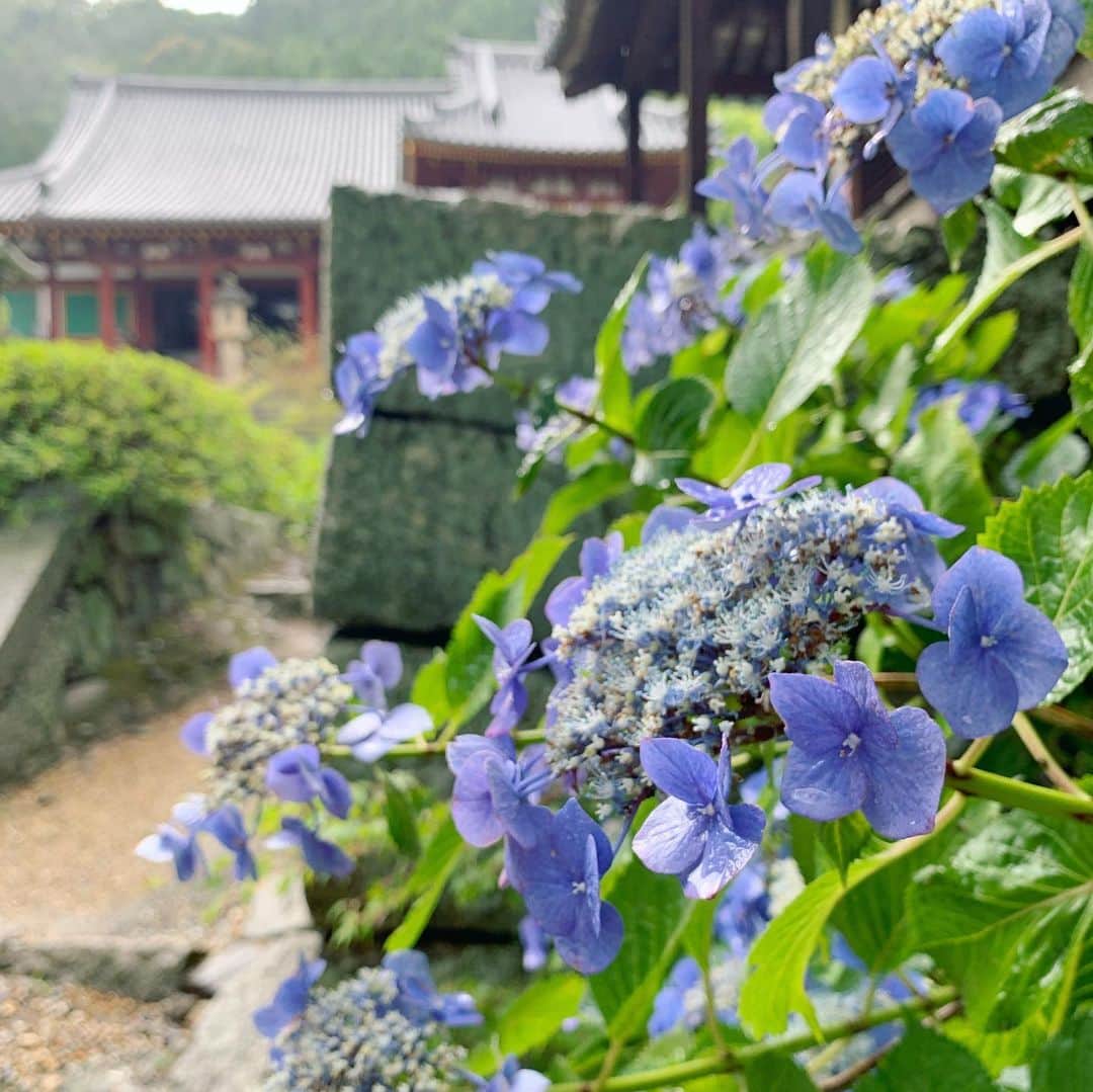 ree_mstorynさんのインスタグラム写真 - (ree_mstorynInstagram)「#blue あじさい寺 何回訪れても飽きない ・ ・ #hydrangea #紫陽花 #アジサイ #あじさい寺 #矢田寺 #奈良 #お出かけ #寺巡り #temple #nara #japanesetemple #flower #花写真 #花好きな人と繋がりたい #vsco #vscam」6月27日 21時08分 - ree_mstoryn