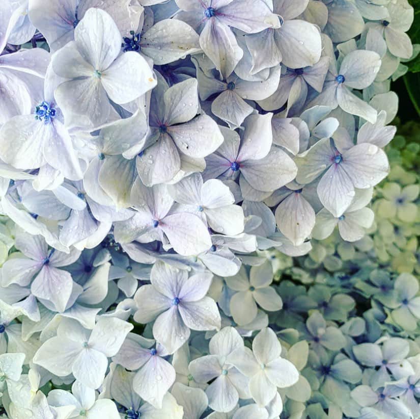 ree_mstorynさんのインスタグラム写真 - (ree_mstorynInstagram)「#blue あじさい寺 何回訪れても飽きない ・ ・ #hydrangea #紫陽花 #アジサイ #あじさい寺 #矢田寺 #奈良 #お出かけ #寺巡り #temple #nara #japanesetemple #flower #花写真 #花好きな人と繋がりたい #vsco #vscam」6月27日 21時08分 - ree_mstoryn