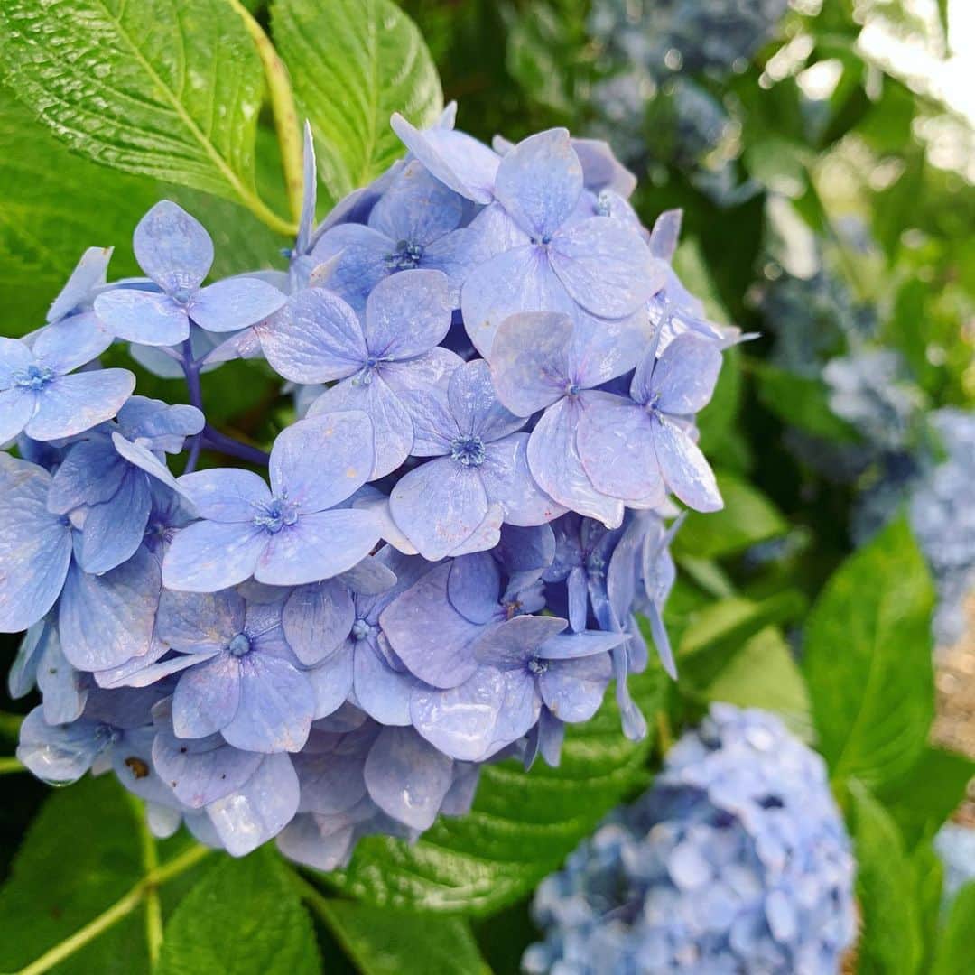 ree_mstorynさんのインスタグラム写真 - (ree_mstorynInstagram)「#blue あじさい寺 何回訪れても飽きない ・ ・ #hydrangea #紫陽花 #アジサイ #あじさい寺 #矢田寺 #奈良 #お出かけ #寺巡り #temple #nara #japanesetemple #flower #花写真 #花好きな人と繋がりたい #vsco #vscam」6月27日 21時08分 - ree_mstoryn