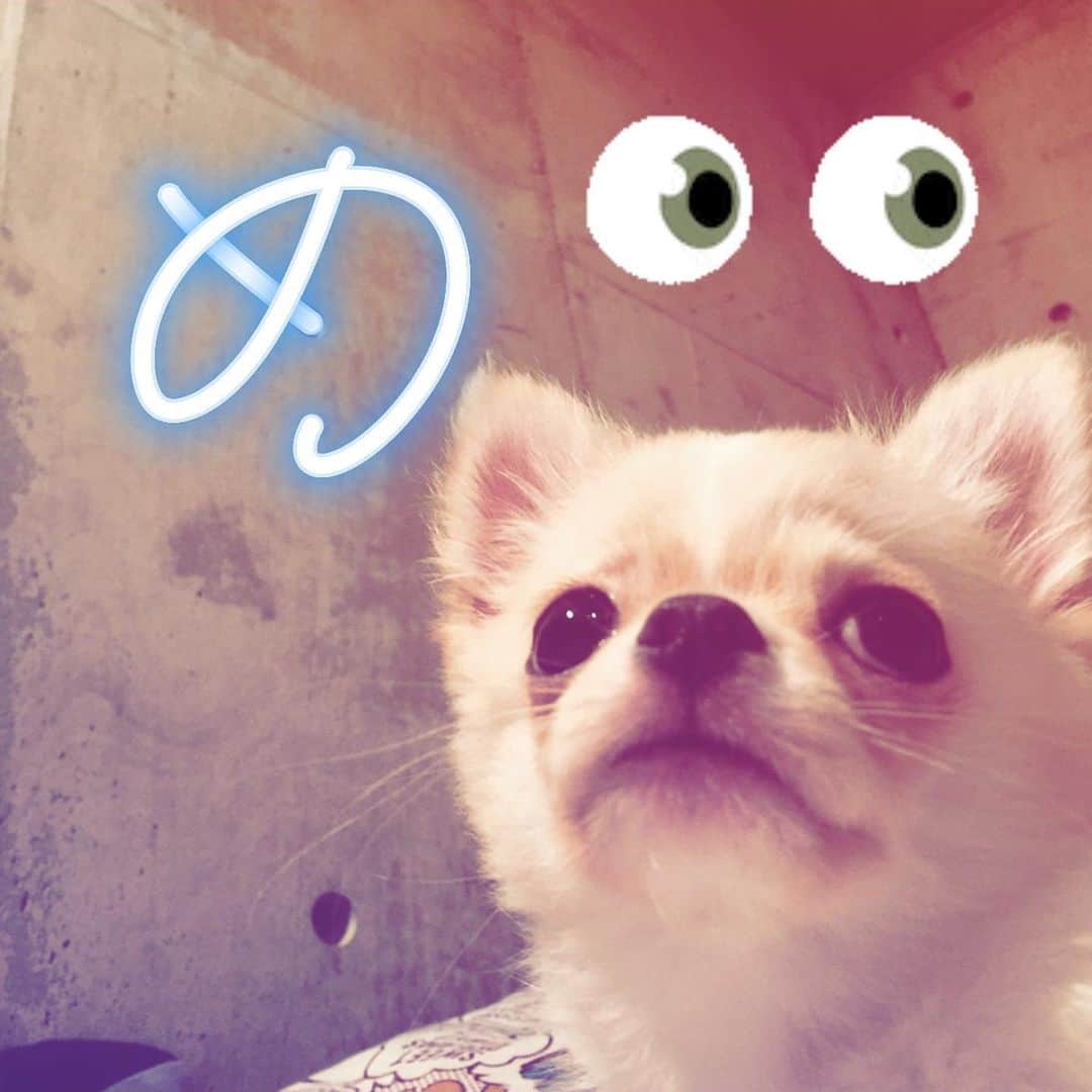 石田政博さんのインスタグラム写真 - (石田政博Instagram)「てん、4歳💖 おめっとさーん‼️ #石田政博の犬 #チワワ #chihuahua #犬 #dog #テン #X」6月27日 21時09分 - markunv