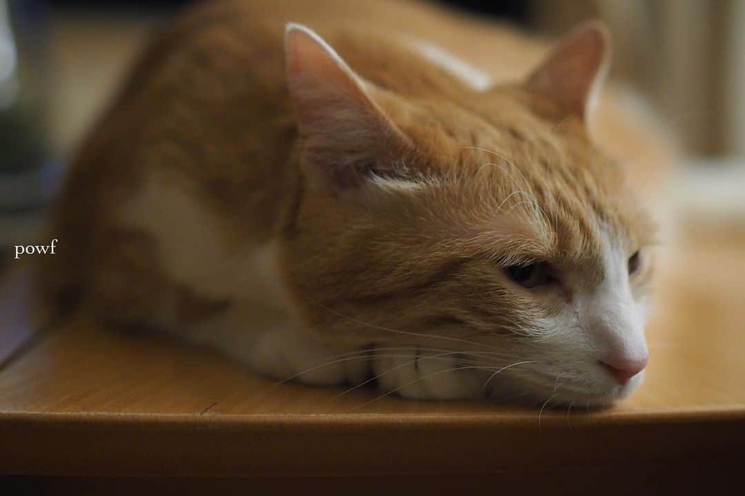anemone_69のインスタグラム：「. #ハカセとキョウジュ #茶トラ白 #茶白 #cat #猫 #保護猫 . . .」