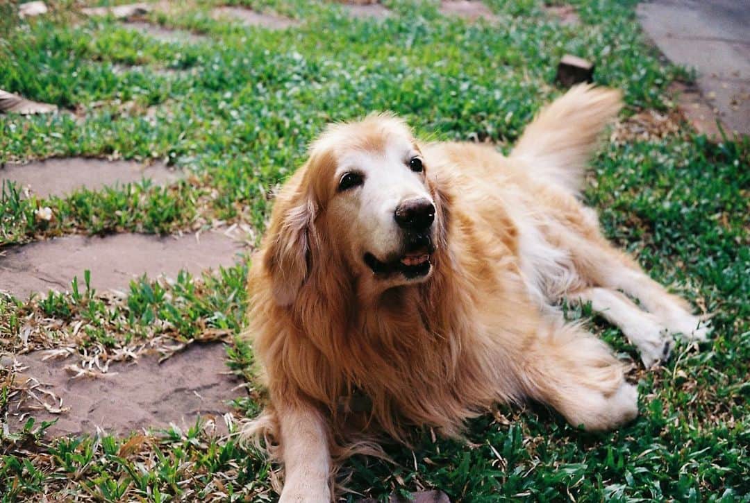 Hoykong&Plamuekのインスタグラム：「My life in film  Leica Minilux / Kodak Gold 200  #filmisnotdead #filmphotography #hoykong #plamuek_westies」