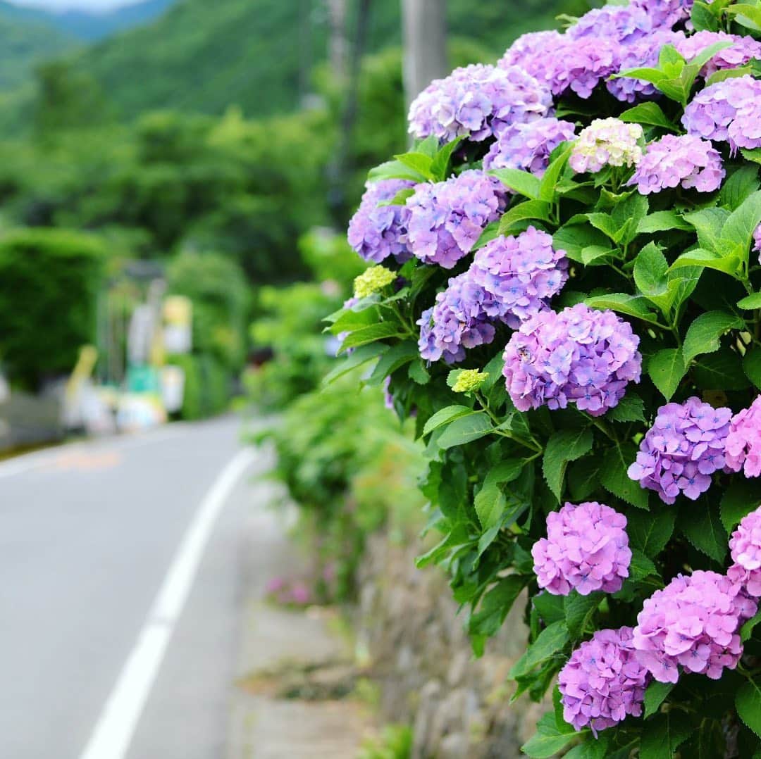 japanese forest & web designer　kapiosanさんのインスタグラム写真 - (japanese forest & web designer　kapiosanInstagram)「Country road〜♬♬ . . . . . . . . . .  #Japan #Nature #beautiful #flowers #naturelovers #forestpark #trekking #flowersofinstagram #flowersandmacro #flowerstagram  #flowerslovers #花 #floweroftheday  #team_jp_ #d850 #nikonphotography #nikond7200 #japanesestyle  #happy #東京カメラ部 #紫陽花 #hydrangea #mylife #photography」6月27日 21時44分 - emiyamada_japan