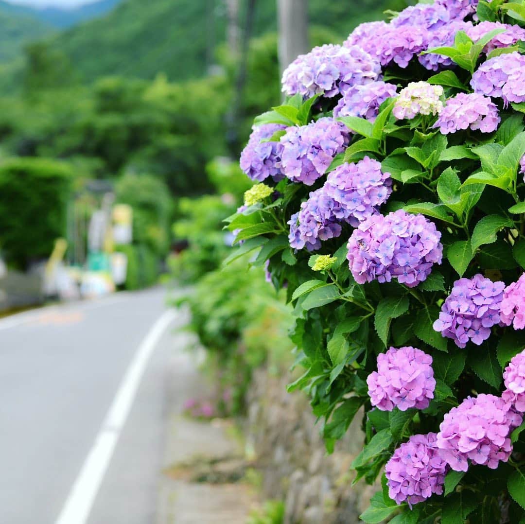japanese forest & web designer　kapiosanのインスタグラム