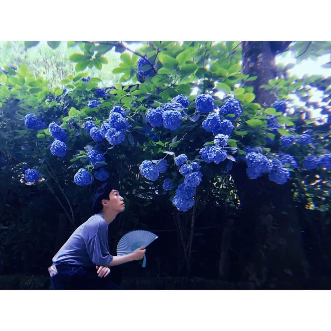 坂口涼太郎さんのインスタグラム写真 - (坂口涼太郎Instagram)「🦕す🐋き🥣な🧼い👕ろ🗽 My favorite color. #紫陽花 #hydrangea」6月27日 22時00分 - ryotarosakaguchi