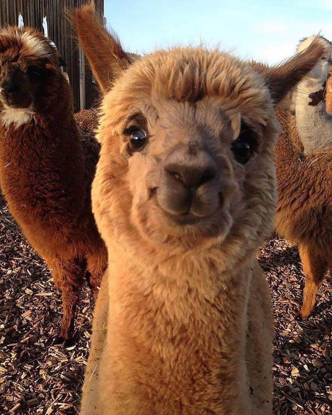 bestvacationsのインスタグラム：「Just @melissa sending you love! If you’re having a bad day, here’s a smiling alpaca 🦙 via @insta_animall #BestVacations」