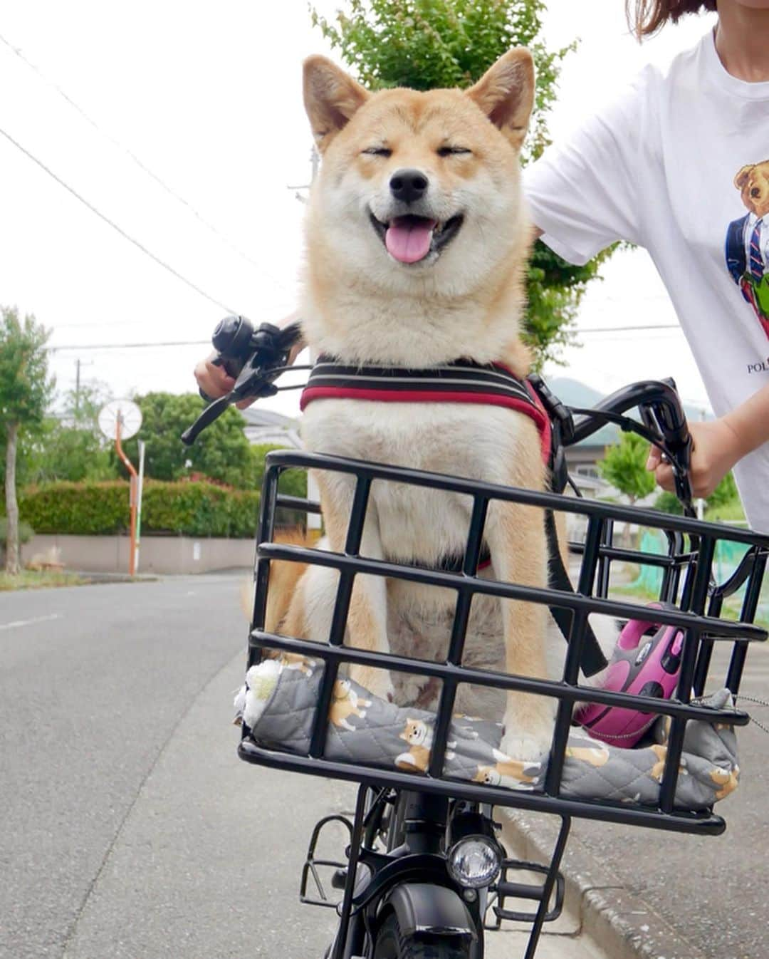 shibainu berryさんのインスタグラム写真 - (shibainu berryInstagram)「eyebrows🦊😂 最近写真撮れてないので先日のチャリンコむくみん🦊🚲 ん？眉毛が…目の下あたりまである⁈🤣 ・ 今週はずっと実家に泊まり込みの🐻🦊🙋‍♀️ 忙しくてべりむくの世話が大変で実家に泊まってたのもあるけど実家だとむくみの友達が遊びに来てくれるのがいいんよね〜🥰 ・ 先日の会話 👵「今日りゅうのすけが来てたんよ」 🤷‍♀️「りゅうのすけって人間？犬？」 👵「あ、会ったことない？むくちゃんの友達よ〜」 って、知らんがな‼️りゅうのすけって普通に聞いたら人間かと思うやろっ🤣 それ以来、毎日りゅうのすけが遊びに来てくれてる😍むくみがおらん時も会いに来てくれてるみたい😊今日は4回も来てくれたって🤣他にも実家の近所には友達いっぱい〜で、散歩中に会いに来てくれる❗️むくみも友達に会いたくて全然家に入らない〜😅 誰が箱入り娘やねん❗️ずっと外におるわ🤣(雨の時と暑くなってきたら家に入ってるよ) #❤️迷子犬の掲示板応援団 @maigo_dog  #❤️迷子犬の掲示板四国応援 @maigo_dog_shikoku #めざせ迷子犬ゼロ👌 #柴犬 #べりやん #べりむく #多頭飼い #berry #shiba #shibainu  #shibainumania #shibastagram #instashiba #ぷにっと部 #口角キュキュッと部  #チーム俺様 →部員絶賛募集中 #shiba_snap #proudshibas #west_dog_japan #サンデイ #instagramjapan #ふわもこ部 #pecoいぬ部 #pecotv #buzzfeedanimals #dogsofinstagram #dogsofinstaworld #dogs_of_instagram #9gag」6月27日 22時02分 - shibainu.berry