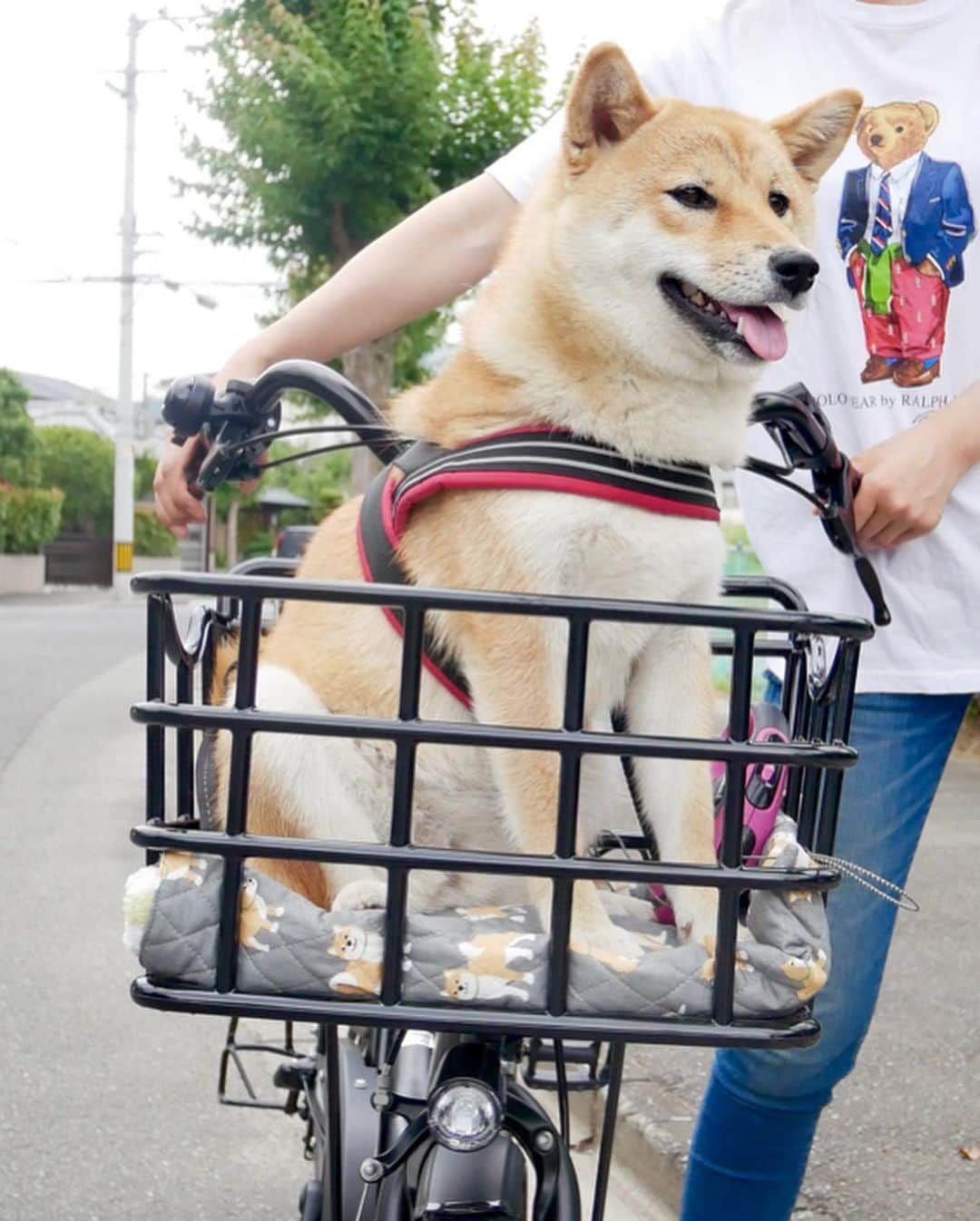 shibainu berryさんのインスタグラム写真 - (shibainu berryInstagram)「eyebrows🦊😂 最近写真撮れてないので先日のチャリンコむくみん🦊🚲 ん？眉毛が…目の下あたりまである⁈🤣 ・ 今週はずっと実家に泊まり込みの🐻🦊🙋‍♀️ 忙しくてべりむくの世話が大変で実家に泊まってたのもあるけど実家だとむくみの友達が遊びに来てくれるのがいいんよね〜🥰 ・ 先日の会話 👵「今日りゅうのすけが来てたんよ」 🤷‍♀️「りゅうのすけって人間？犬？」 👵「あ、会ったことない？むくちゃんの友達よ〜」 って、知らんがな‼️りゅうのすけって普通に聞いたら人間かと思うやろっ🤣 それ以来、毎日りゅうのすけが遊びに来てくれてる😍むくみがおらん時も会いに来てくれてるみたい😊今日は4回も来てくれたって🤣他にも実家の近所には友達いっぱい〜で、散歩中に会いに来てくれる❗️むくみも友達に会いたくて全然家に入らない〜😅 誰が箱入り娘やねん❗️ずっと外におるわ🤣(雨の時と暑くなってきたら家に入ってるよ) #❤️迷子犬の掲示板応援団 @maigo_dog  #❤️迷子犬の掲示板四国応援 @maigo_dog_shikoku #めざせ迷子犬ゼロ👌 #柴犬 #べりやん #べりむく #多頭飼い #berry #shiba #shibainu  #shibainumania #shibastagram #instashiba #ぷにっと部 #口角キュキュッと部  #チーム俺様 →部員絶賛募集中 #shiba_snap #proudshibas #west_dog_japan #サンデイ #instagramjapan #ふわもこ部 #pecoいぬ部 #pecotv #buzzfeedanimals #dogsofinstagram #dogsofinstaworld #dogs_of_instagram #9gag」6月27日 22時02分 - shibainu.berry