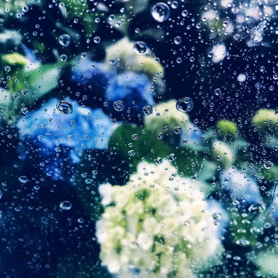 わっち☆ wacchiのインスタグラム：「* 雨は気まぐれな僕のようで、僕そのもののようだ  #紫陽花 #hydrangea #ザ花部 #花 #flowers #青 #blue #iPhoneX  #iphonegraphy #iphoneonly #mwjp #instagramjapan #igers #igersjp #shootermag #shootermag_japan #ig_photooftheday #hueart_life #reco_ig #vscocam #vsco #vscogood_ #indies_gram」