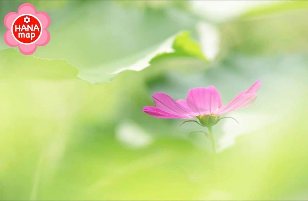 はなまっぷ❁日本の花風景さんのインスタグラム写真 - (はなまっぷ❁日本の花風景Instagram)「🌸美しく心を寄せ合い花まるを🌸 * @mi_pic1106 さんの  素敵なお花に花まるを💮 * みなさんと、そしてお花たちとも 心を寄せ合いながら楽しむ 「#はなまっぷの楽しいお写んぽ教室」 * 花まる気分な1日をありがとうございました😊🌸 * photo select by 🌸はなまっぷ @hanamap🌸 * 🌸•••🌸•••🌸•••🌸•••🌸•••🌸 * #はなまっぷ * 7/14(日)関東にて開催します 明日募集開始予定です。」6月27日 22時35分 - hanamap