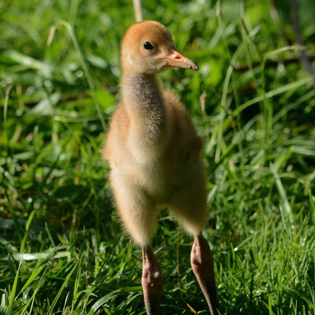 スミソニアン国立動物園さんのインスタグラム写真 - (スミソニアン国立動物園Instagram)「🐣 Our hooded crane chick at the Smithsonian Conservation Biology Institute is growing! The chick can grow up to an inch a day during its peak growth period. This chick is only the second hooded crane chick to ever hatch at SCBI. #WeSaveSpecies #HoodedCrane #Birds #Crane」6月27日 22時39分 - smithsonianzoo