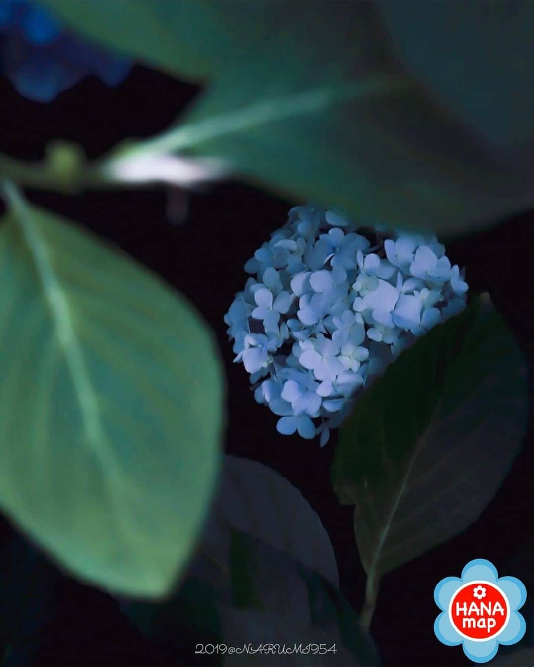 はなまっぷ❁日本の花風景さんのインスタグラム写真 - (はなまっぷ❁日本の花風景Instagram)「🌸美しく心を寄せ合い花まるを🌸﻿ *﻿ @narumi954 さんの ﻿ 素敵なお花に花まるを💮﻿ *﻿ みなさんと、そしてお花たちとも﻿ 心を寄せ合いながら楽しむ﻿ 「#はなまっぷの楽しいお写んぽ教室」﻿ *﻿ 花まる気分な1日をありがとうございました😊🌸﻿ *﻿ photo select by ﻿ 💠北川力三 先生 @rikizo_kitagawa💠﻿ *﻿ 🌸•••🌸•••🌸•••🌸•••🌸•••🌸﻿ *﻿ #はなまっぷ * 7/14(日)関東にて開催します。 明日から募集開始予定です😊」6月27日 22時41分 - hanamap