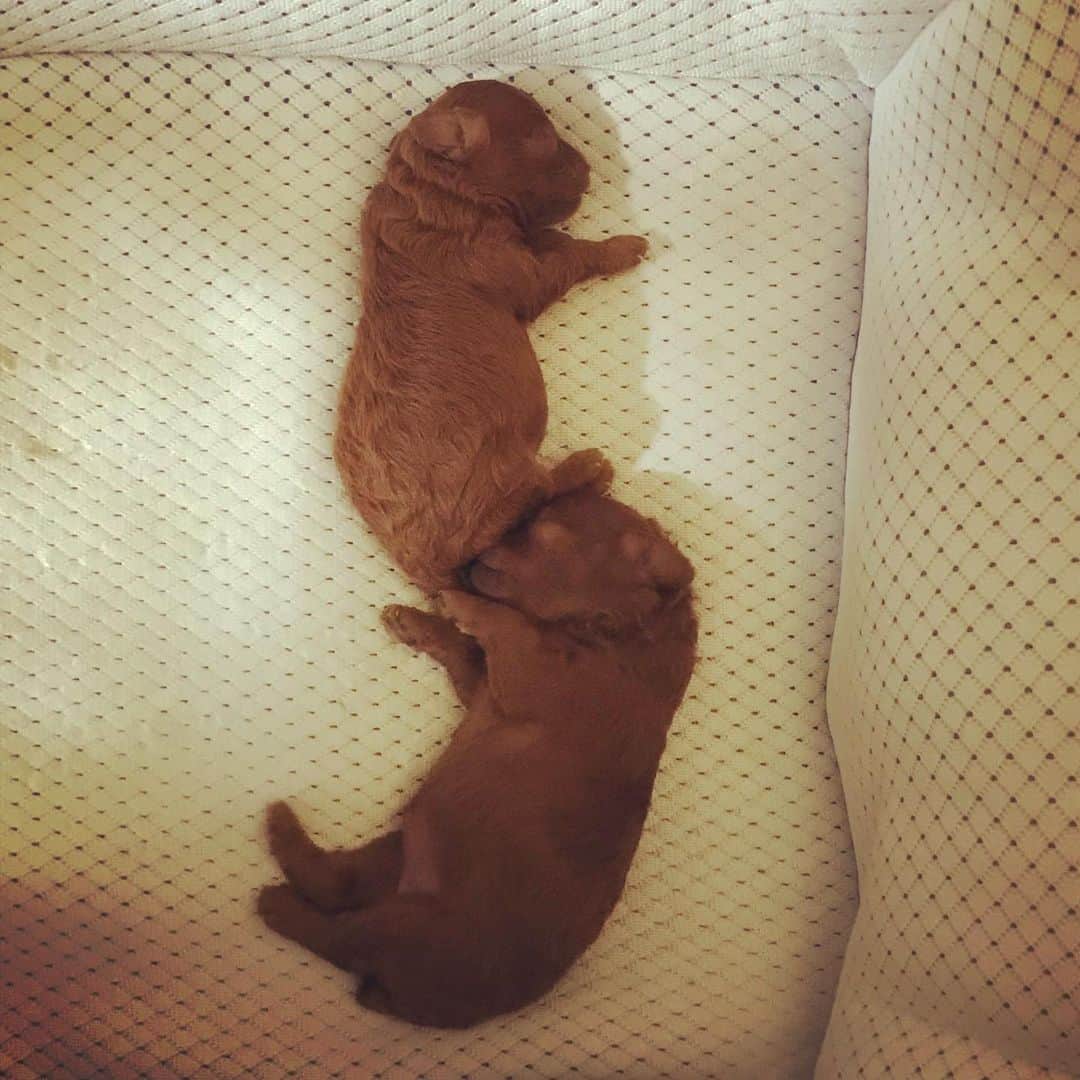 ももちゃん & まろんたんのインスタグラム：「すごい寝方😂😂😂 ・ #dog #dogs #dogstagram #poodle #poodles #poodlelove #poodleclub #toypoodle #toypoodles #toypoodlelove #toypoodleclub #east_dog_japan #all_dog_japan #ig_poodle #poodlesofficial #ふわふわ #ふわもこ部 #トイプードル #トイプードル部 #トイプードル大好き #トイプードル多頭飼い #まろんたん #ティーカッププードル #わんこなしでは生きていけません会 #pecoいぬ部 #joker六本木ヒルズ店 #トリミング #puppystagram #toypoodleofficial #puppy」