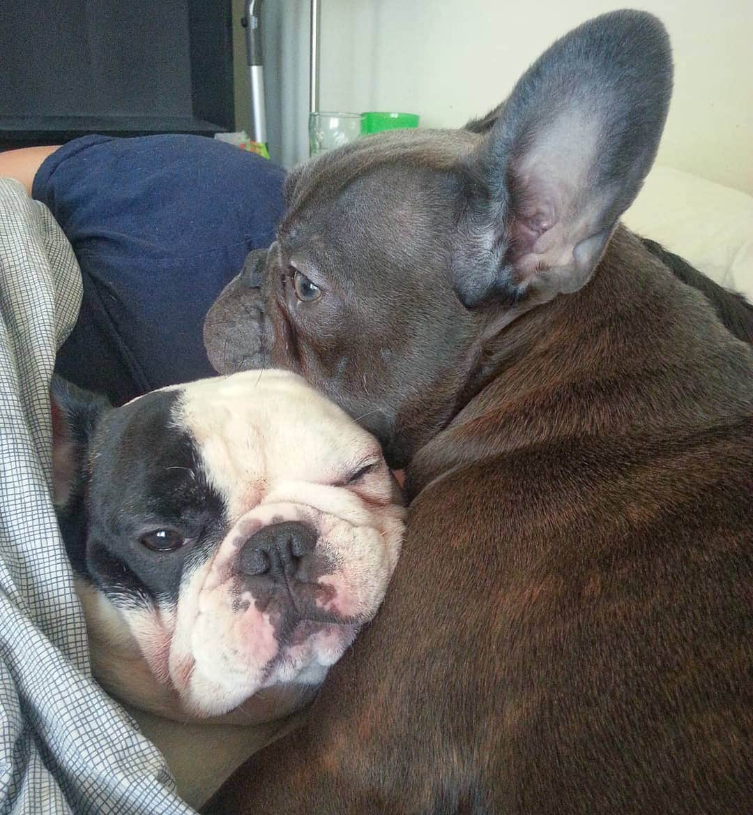 Manny The Frenchieのインスタグラム：「Stage 5 clinger. 🙄 @frank_the_funnyfrenchie #tbt」