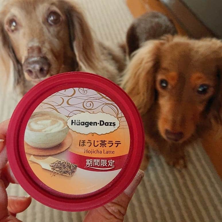 くるみんのインスタグラム：「* ほうじ茶のアイス🍨とかソフトクリーム🍦とか好き  #ミニチュアダックスフンド #ミニチュアダックスフント #ミニチュアダックス #イザベラタン #イザベラ #カニンヘンダックスフント #カニンヘン #カニンヘンダックス #カニンヘンダックスフンド #チョコタンダックス #チョコタン #ダックス多頭飼い #ダックスフント #ダックスフンド #ダックス #ハーゲンダッツ #ほうじ茶ラテ #期間限定 #わんこなしでは生きていけません会 #ワンコなしでは生きて行けません会 #いぬばか部 #いぬすたぐらむ #短足部 #dachshundgram #dogstagram #dachshund #instagramdog #kyounodachs #todayswanko #7pets_1day」