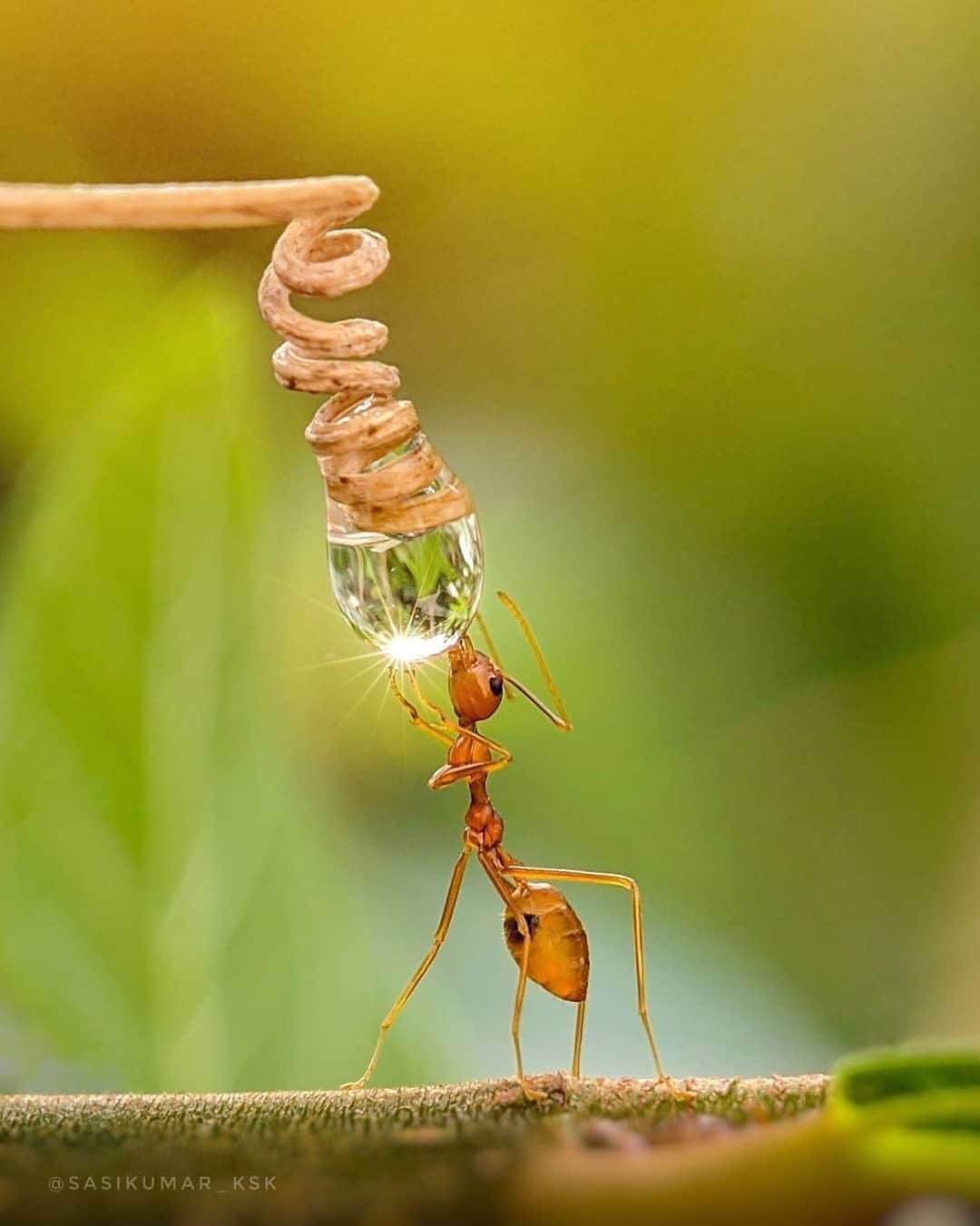 Earth Picsさんのインスタグラム写真 - (Earth PicsInstagram)「Just a little water please, summer is here ☀️ by @sasikumar_ksk . .」6月28日 9時46分 - earthpix