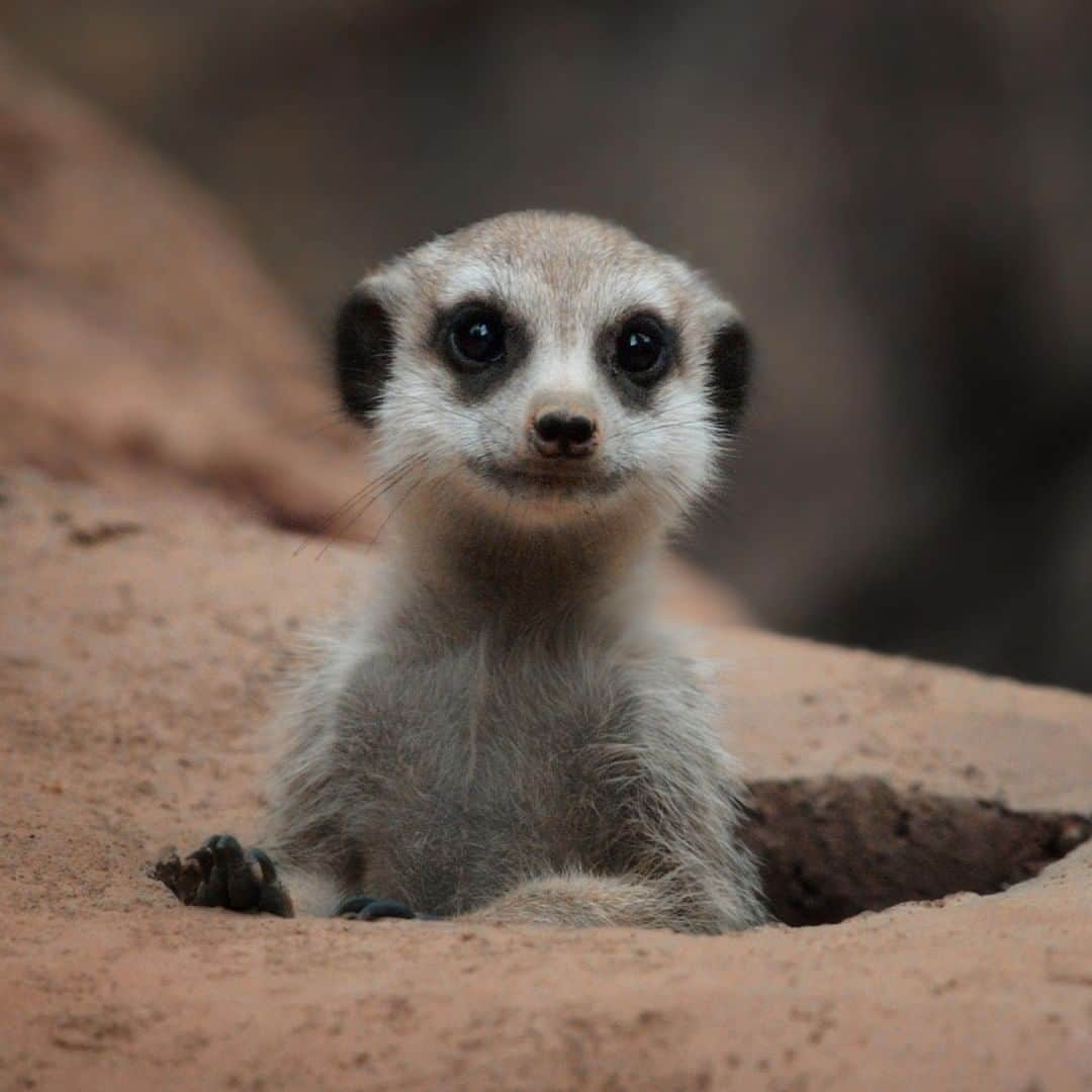 アニマルプラネットさんのインスタグラム写真 - (アニマルプラネットInstagram)「Everyone's fave! The meerkat! A group of these cuties is called a MOB. Someone call Tony Soprano. . . . . . . #animalplanetupclose #animalsofinstagram #animalplanet #animaloftheday #wild #wildlife #outdoors #animals #wildanimals #conservation #nature #animallovers #instanature #wildgeography #meerkat」6月28日 1時00分 - animalplanet