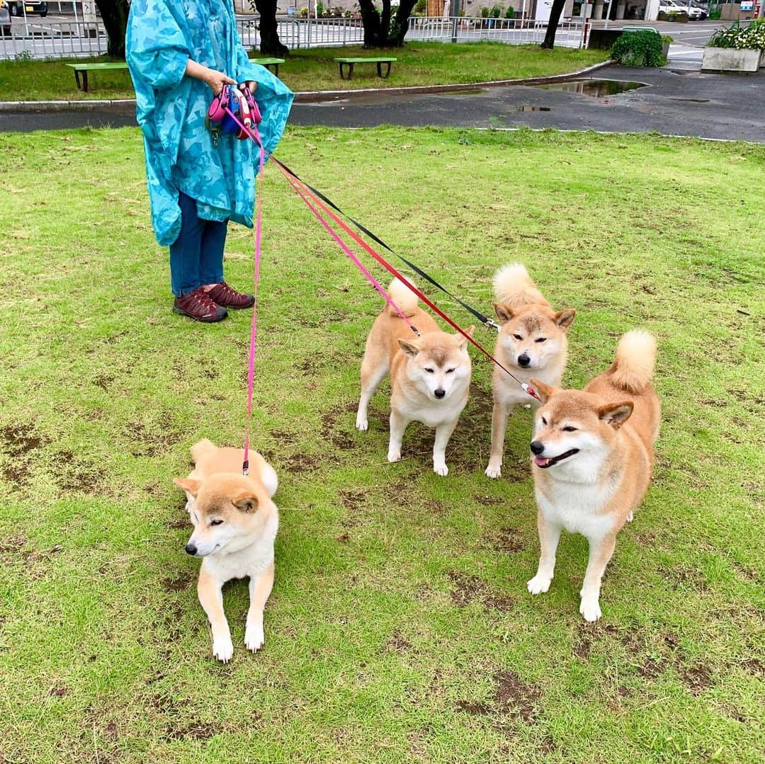 linnmamaさんのインスタグラム写真 - (linnmamaInstagram)「てるてる坊主で雨散歩😅〜スワイプしてね😊〜①小雨☂️だったので、カラフルカッパ隊ではなく裸んぼ隊の4柴たちと、ポンチョ(アウトドア用)の飼い主〜②写真を見たら、てるてる坊主にしか見えない飼い主🤣〜カッパ隊だと大仕事💩率が落ちるけど、今日は見事に全員💩完了👏〜よかった、よかった😍〜ポンチョも結構暑かった💦けど、柴犬ファーストの我が家的には結果オーライ🎉〜③夜、翔のケージに凜が押しかけ訪問❤️〜こんなほのぼのした光景を見れば、汗だく散歩の苦労も吹っ飛ぶ親バカ飼い主です😍  #柴犬#dog#柴犬凜の勇気凜々every day#shibastagram」6月28日 1時11分 - linnmama