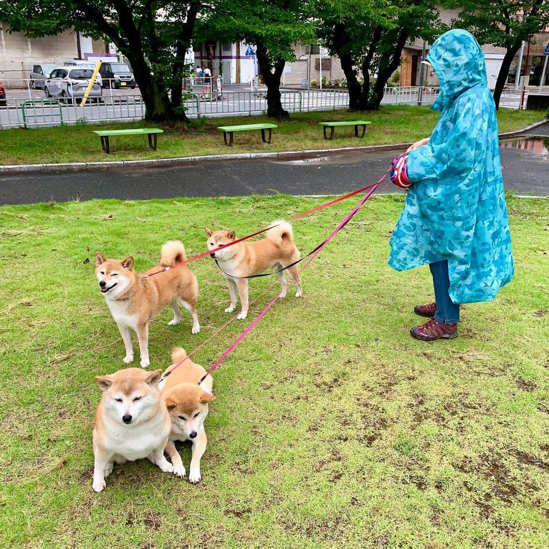 linnmamaさんのインスタグラム写真 - (linnmamaInstagram)「てるてる坊主で雨散歩😅〜スワイプしてね😊〜①小雨☂️だったので、カラフルカッパ隊ではなく裸んぼ隊の4柴たちと、ポンチョ(アウトドア用)の飼い主〜②写真を見たら、てるてる坊主にしか見えない飼い主🤣〜カッパ隊だと大仕事💩率が落ちるけど、今日は見事に全員💩完了👏〜よかった、よかった😍〜ポンチョも結構暑かった💦けど、柴犬ファーストの我が家的には結果オーライ🎉〜③夜、翔のケージに凜が押しかけ訪問❤️〜こんなほのぼのした光景を見れば、汗だく散歩の苦労も吹っ飛ぶ親バカ飼い主です😍  #柴犬#dog#柴犬凜の勇気凜々every day#shibastagram」6月28日 1時11分 - linnmama