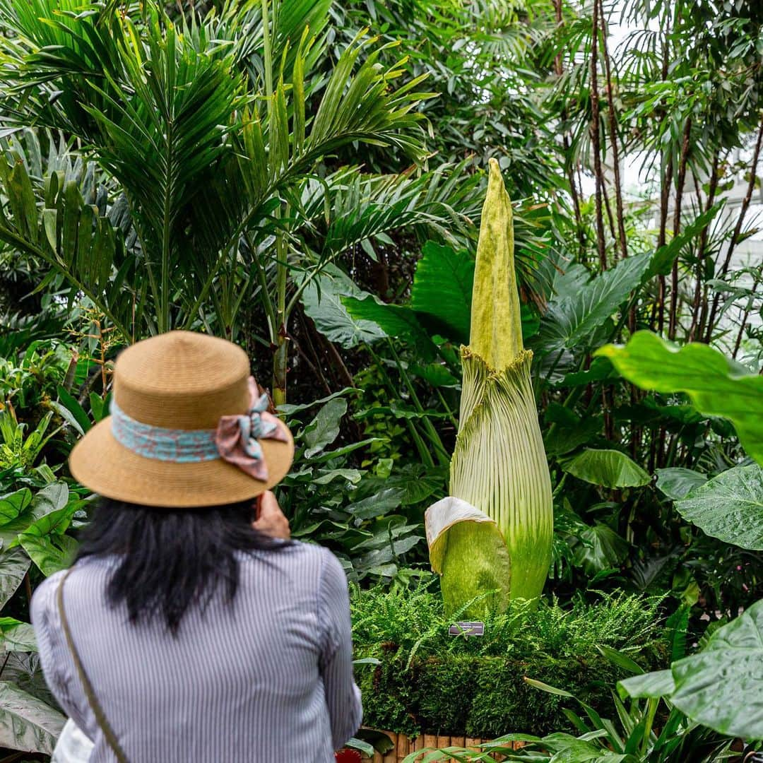 ニューヨーク植物園さんのインスタグラム写真 - (ニューヨーク植物園Instagram)「Our latest #corpseflower is keeping us on our toes in the Haupt Conservatory, growing and growing as it nears its bloom. It could happen at any time, so be sure to hit the link in our bio to keep an eye on the livestream, and check in with us tomorrow morning on Facebook when Marc Hachadourian gives us an update on the height and progress of this monstrous and soon-to-be-stinky #Amorphophallus titanum! #plantlove」6月28日 1時44分 - nybg