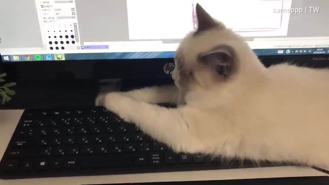 のインスタグラム：「Why I can't get any work done⠀ ⠀ 📹 sameppp | TW⠀ ⠀ #meowed #ragdoll #howtocat #catlogic #catbed #🇯🇵」