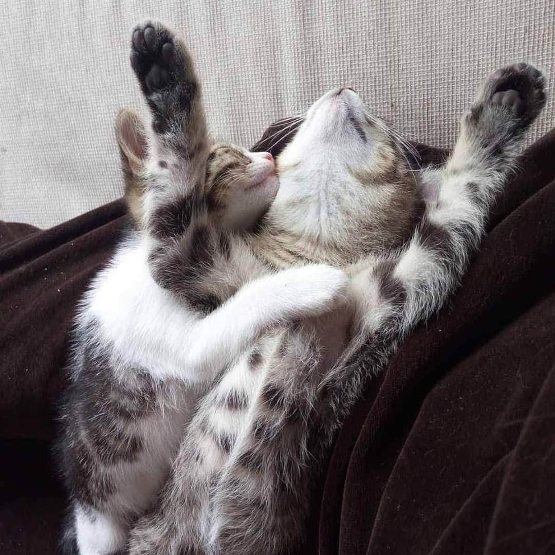 CatStockerのインスタグラム：「Hello! #catstocker is here!  Follow our FURRriend @theworld_accordingtomycats  Scroll right for more pictures 👉 . . . . . .  #cat #neko #mačka #chat #котка #kotek #kot #кіт #mače #кошка #кот #katze #gato #gatto #kissa #子猫 #猫 #고양이 #貓 #kedi #köttur #kissanpentu #חתול #кішка #子猫 #kittens #小猫 #kätzchen #котята」