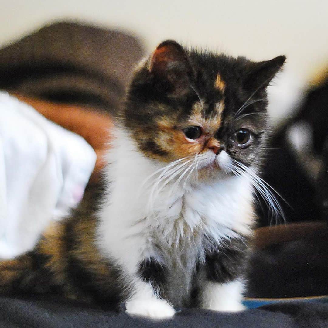 Pudgeのインスタグラム：「Baby pudge slays my heart ❤️ Her 9th birthday is only a few weeks away!  #tbt #babypudge #cancerseason♋️」