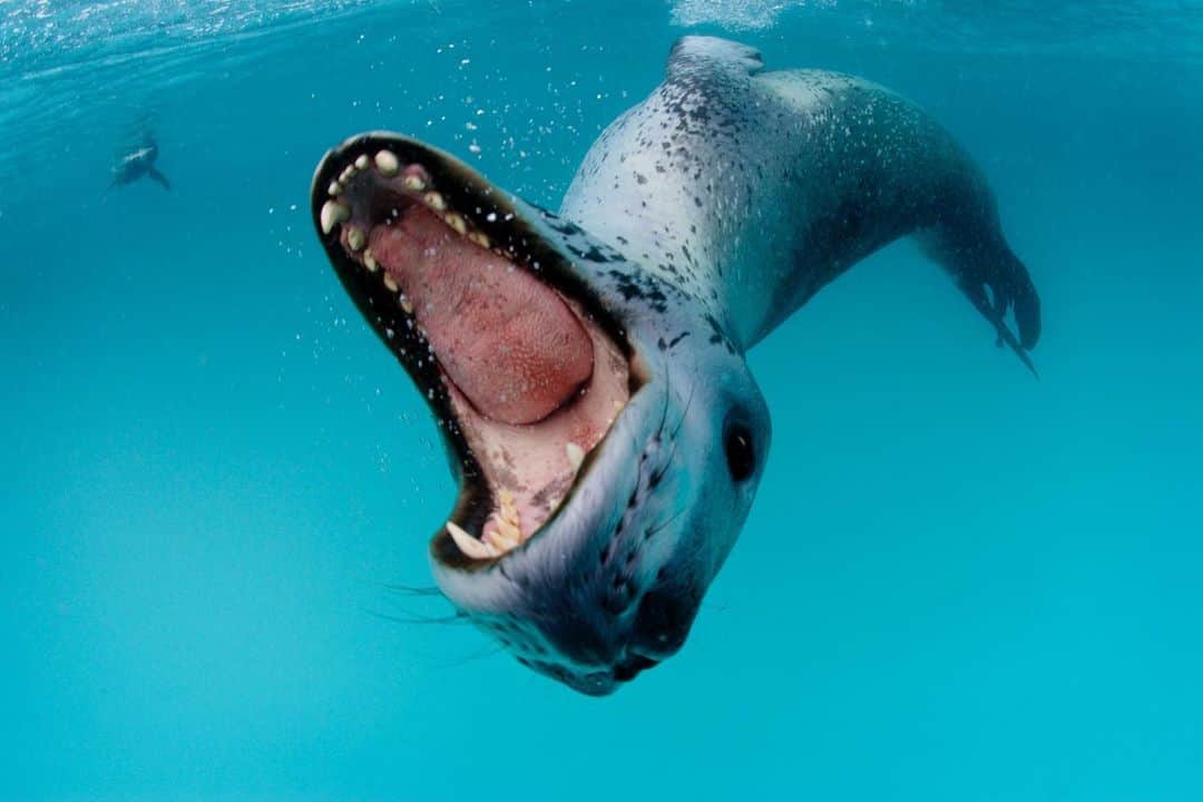 TED Talksのインスタグラム：「Ignore the threatening vibe of this image — this 1,000-pound leopard seal is actually flashing her teeth to protect @natgeo photographer Paul Nicklen from an enemy. Paul spent some time with this magnificent creature, and eventually she started to develop a bit of a soft spot for him. She even began bringing him penguins as a snack, going as far as throwing them onto his head to get him to eat them. If that’s not true love, we don’t know what is. To see more stunning Arctic photography, watch Paul’s #TEDTalk at go.ted.com/seallove  Photo courtesy of @paulnicklen」