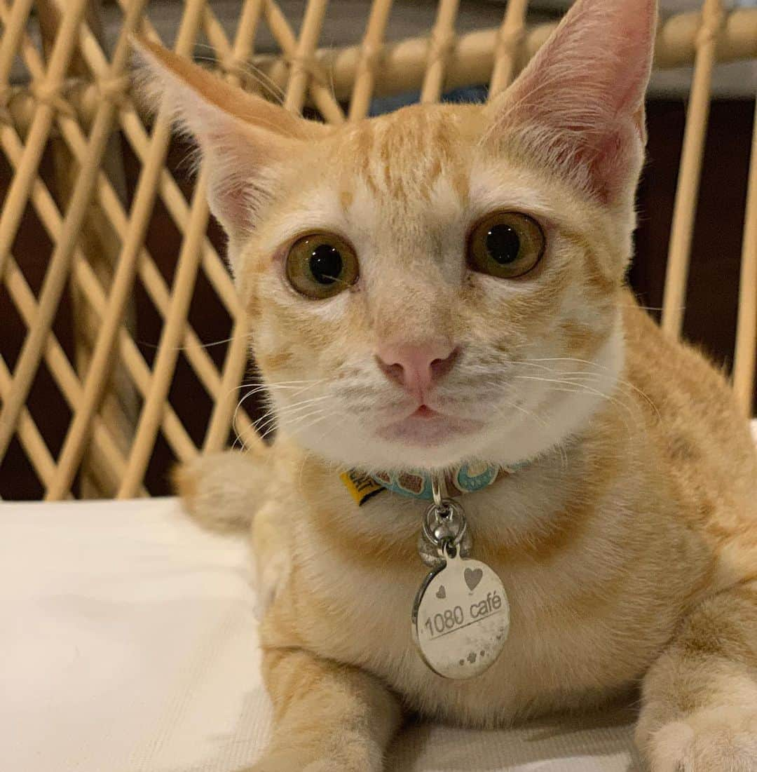 プリンス・マックさんのインスタグラム写真 - (プリンス・マックInstagram)「Introducing our kittens and residents of 1080 cafe, all kittens were adopted and taken in.  Yellow - Yellow was found badly injured on the side of the road, her leg was severely injured and her back was missing a large chunk of flesh. We believe she was bitten by a dog, we took her to a vet not knowing if she would survive, but she was a strong girl and pulled through, it was because of “Yellow” that we decided to start our cat cafe.  Black - There are many homeless cats in Thailand, we would always leave some cat food outside our cafe for them, Black was the smallest of the cats that would come eat, and she would sleep outside the cafe door, so we decide to let her stay.  Five - Five is named Five because he was the 5th cat to join the family. I found Five on Facebook, his previous owner could not take care of him anymore (for unknown reasons) when we went to pick him up we were told he was only 2 weeks old, he was so small he didn’t even have much fur.  Money, Tiger and Cici -  Money, Tiger and Cici are from the local Dog and Cat Rescue. We were told that they were found without parents. At the time we were only looking to adopt 2 kittens, but we knew that we couldn’t leave 1 behind. So we adopted all 3!  Durian and Mango I was living in a hotel resort on Lamai Beach, Durian or Mango came into my room and wouldn’t leave. We became friends and I let him stay with me for the night, the next day I asked the owner of the hotel if the cat was his, he said it wasn’t and that there is actually 2 stray cats around the hotel. I wasn’t sure which cat was the one that stayed with me, so I took them both in. Now looking at their personalities I think it was Durian.  #cats #kittens #kohsamui #samui #catcafe #cafe #coffee #rescue #adopted #thailand」6月28日 3時01分 - henry_princemak